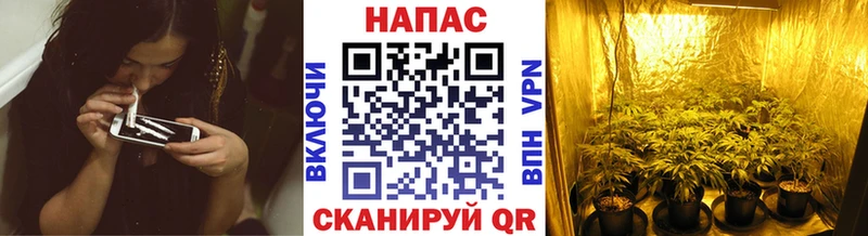 Конопля конопля Дорогобуж